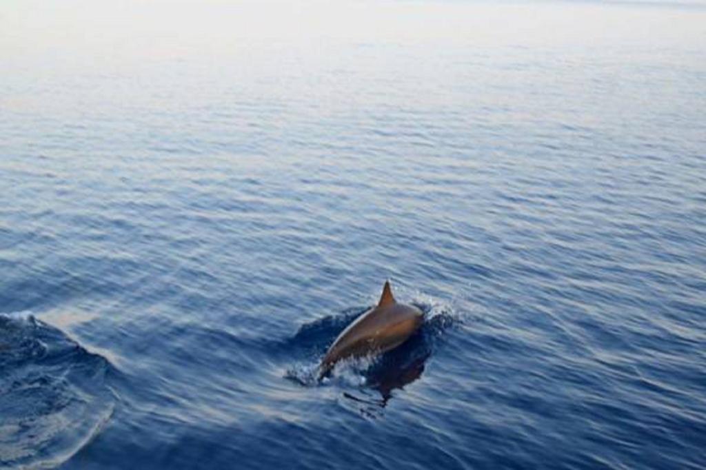 Madi Finolhu Guest House Dharavandhoo Ngoại thất bức ảnh
